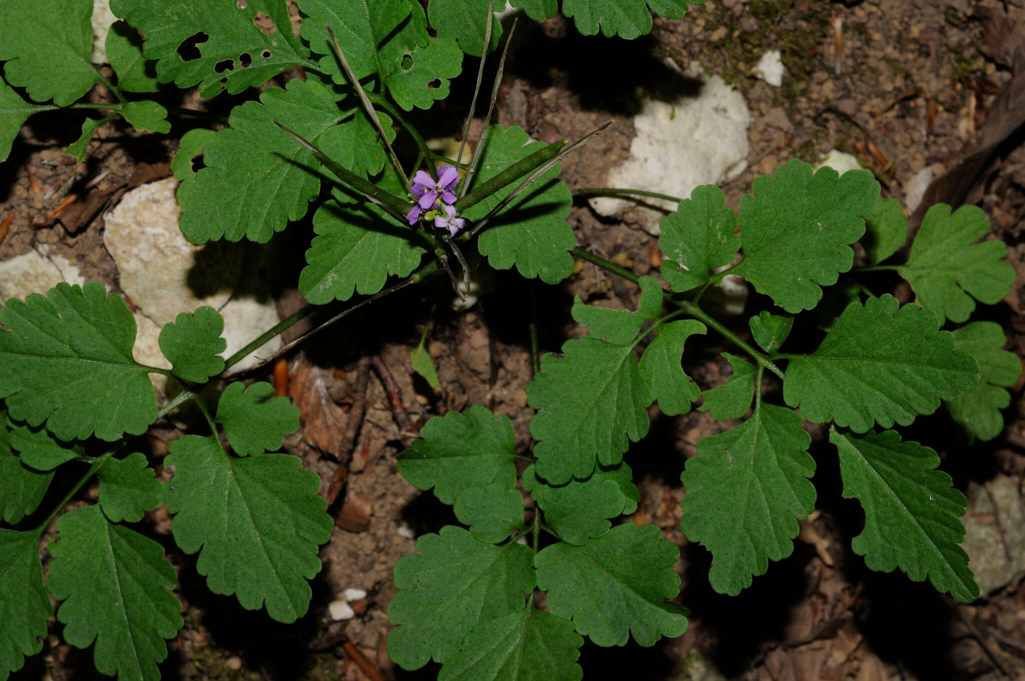 Plancia ëd Cardamine chelidonia L.