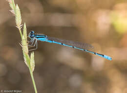 Sivun Acanthagrion temporale Selys 1876 kuva