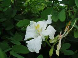 Image of Bauhinia petersiana Bolle