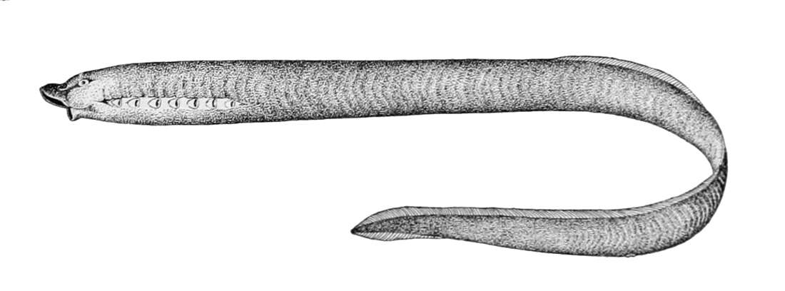 Image of Entosphenus