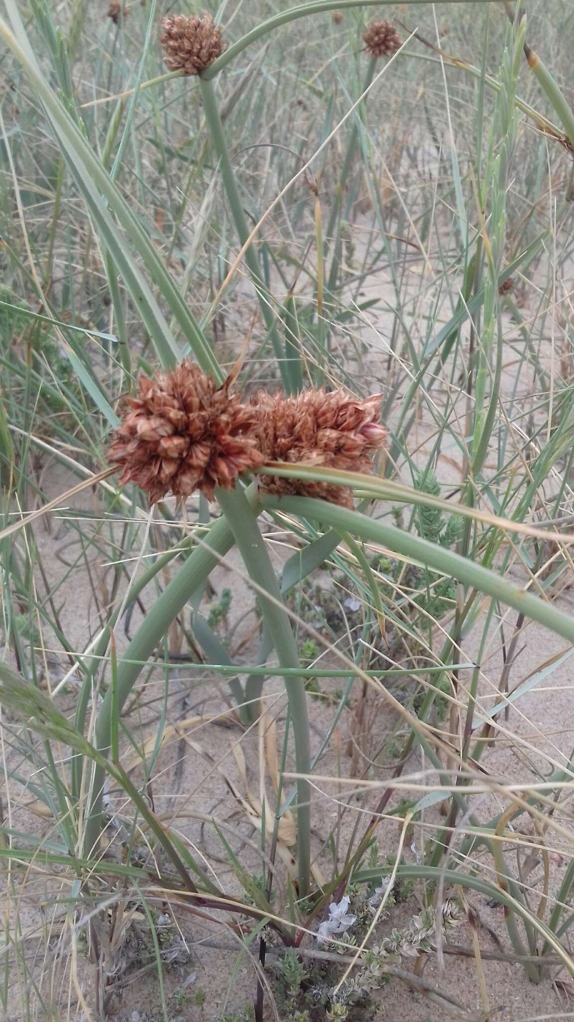 Image de Cyperus capitatus Vand.