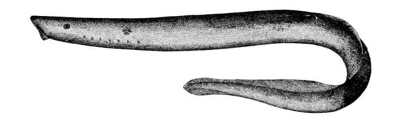 Image of Arctic Lamprey