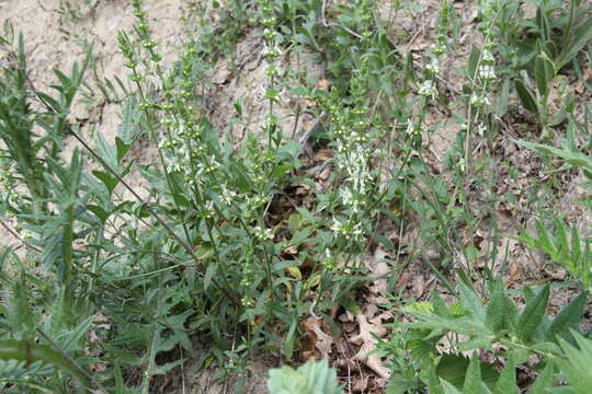 Imagem de Stachys atherocalyx K. Koch