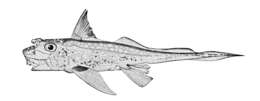 Image of Spotted Ratfish