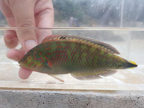 Image of Bubblefin Wrasse