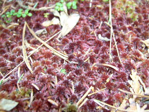 Image de Sphagnum capillifolium Hedwig 1782