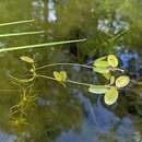 Image de Potamogeton spirillus Tuck.