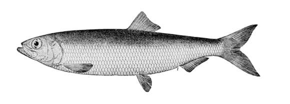 Image of Pacific herring