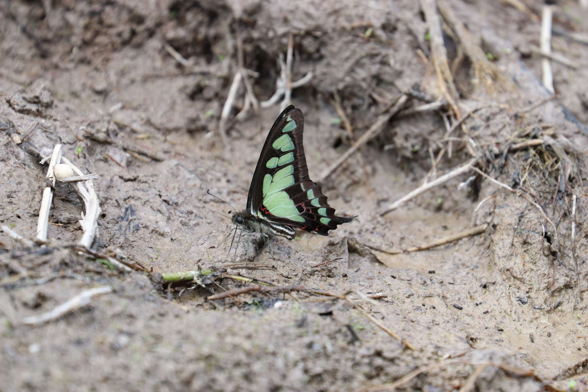 Image of Glassy Bluebottle Butterfly