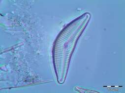 Cymbella neocistula Krammer 2002 resmi