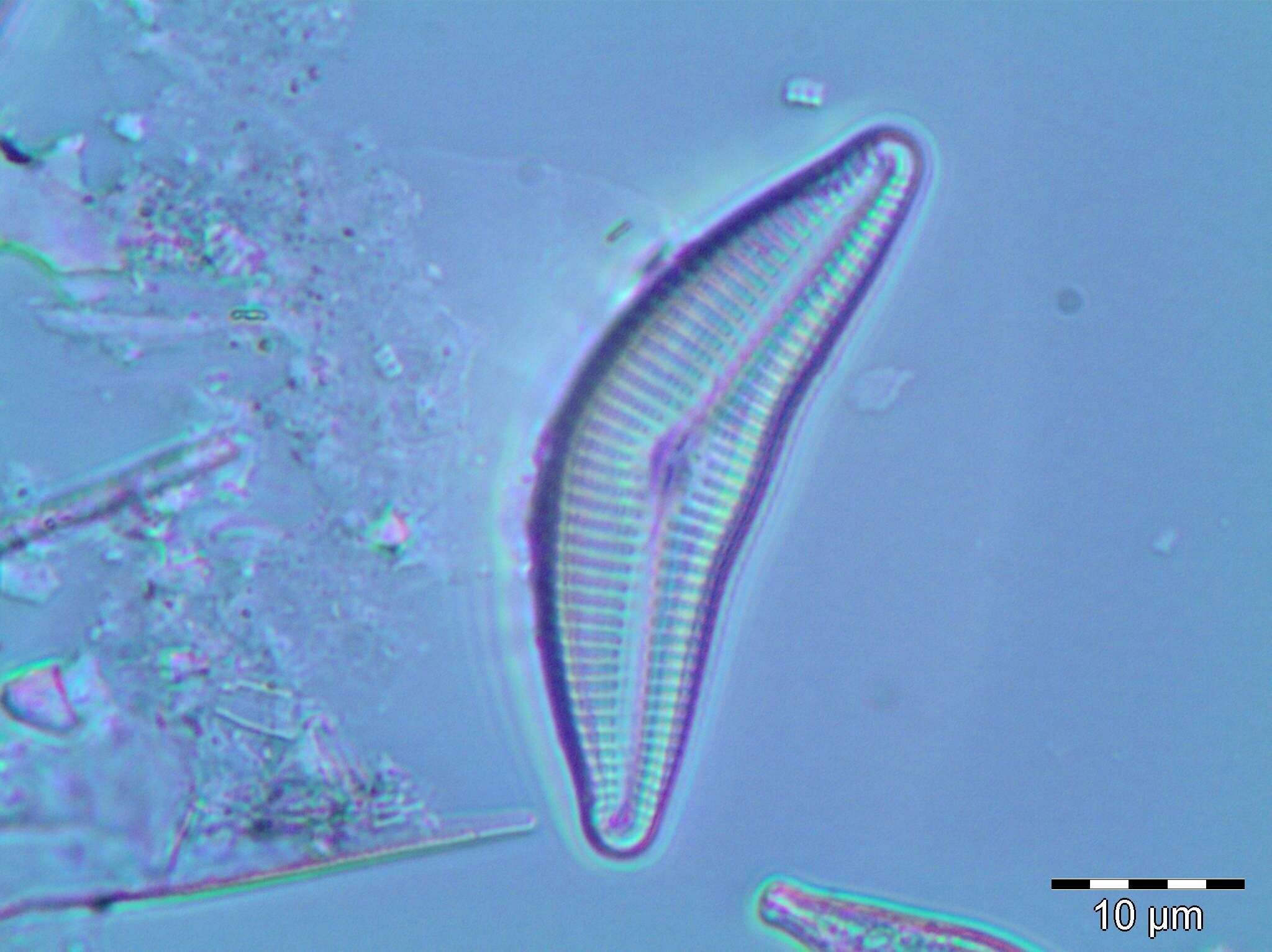 Cymbella neocistula Krammer 2002 resmi