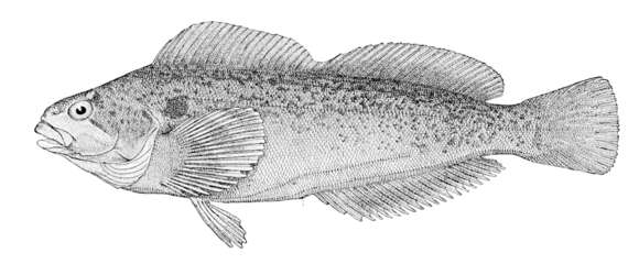 صورة Hexagrammos lagocephalus (Pallas 1810)