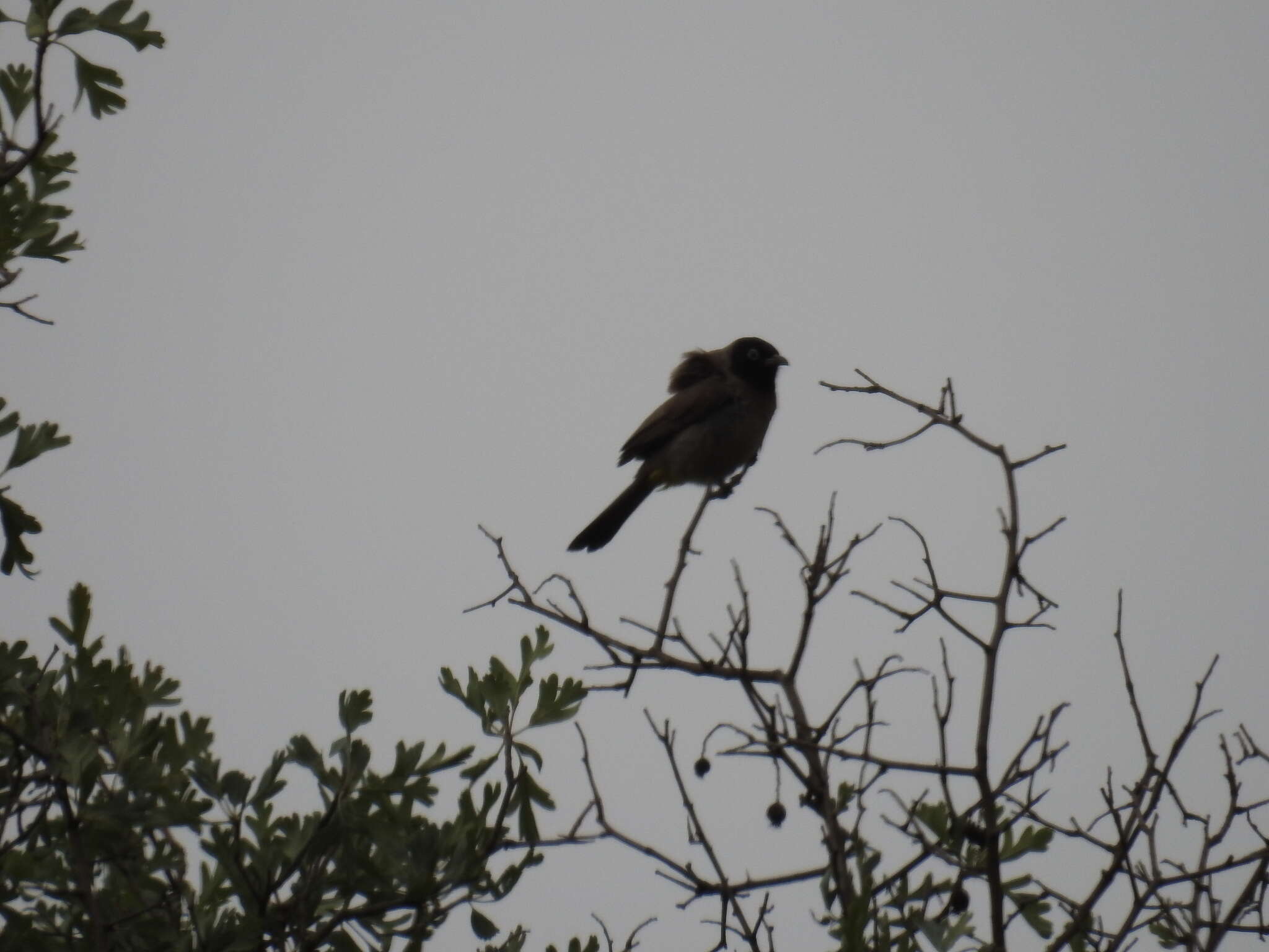 Image of White-eyed Bulbul