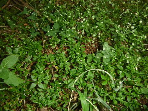 Image of Round-leaved Bedstraw