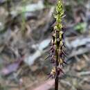 Imagem de Genoplesium filiforme (Fitzg.) D. L. Jones & M. A. Clem.