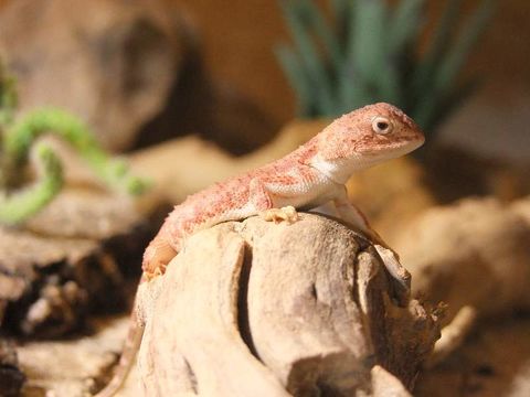 Image of Eyrean Earless Dragon