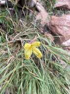 Image of longstem evening primrose