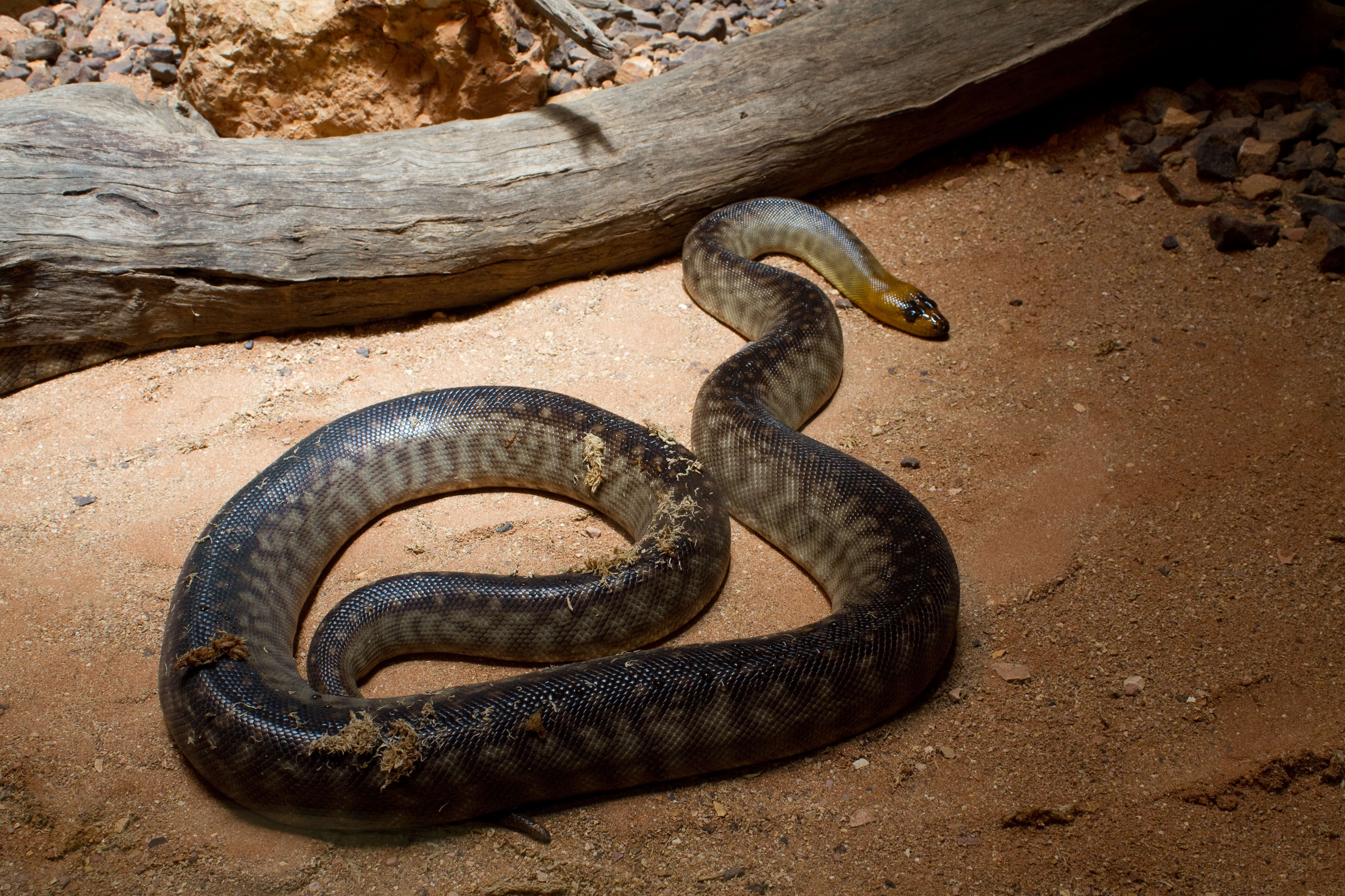 Image of Ramsay's Python