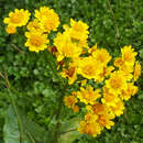 Senecio fistulosus Poepp. ex DC. resmi