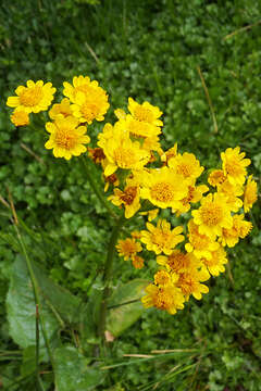 Senecio fistulosus Poepp. ex DC. resmi