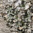 Image of High Sierra phlox