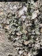 Image of High Sierra phlox