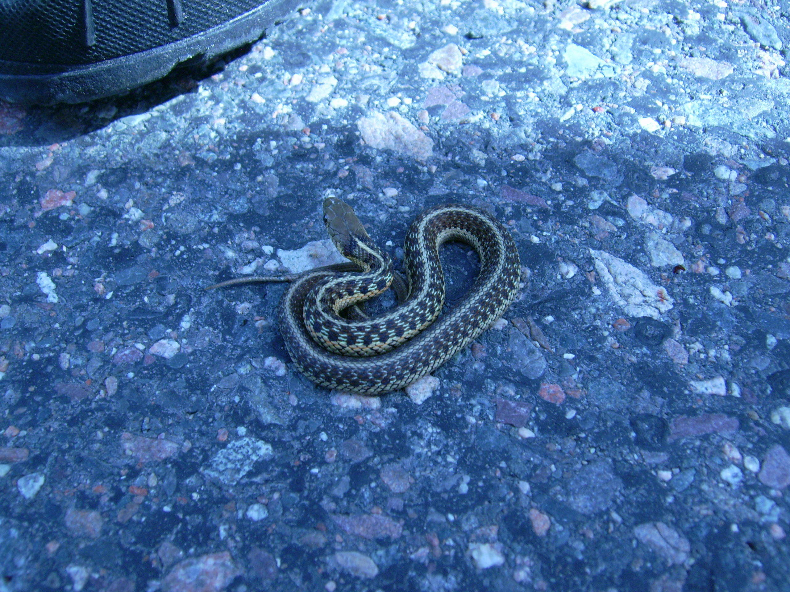 Image of Common Garter Snake