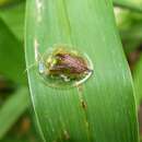 صورة Coptocycla (Psalidonota) contemta (Boheman 1855)