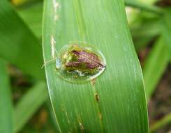 صورة Coptocycla (Psalidonota) contemta (Boheman 1855)