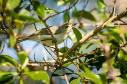 Imagem de Gerygone flavolateralis flavolateralis (Gray & GR 1859)