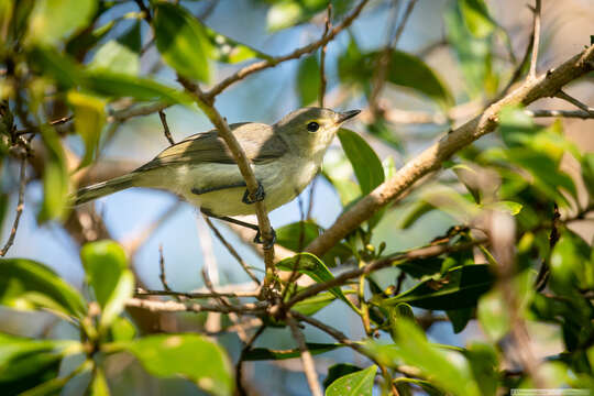 Image of Gerygone flavolateralis flavolateralis (Gray & GR 1859)