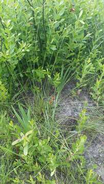 Image of Baldwin's Beak Sedge