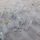 Otanthus maritimus subsp. maritimus resmi