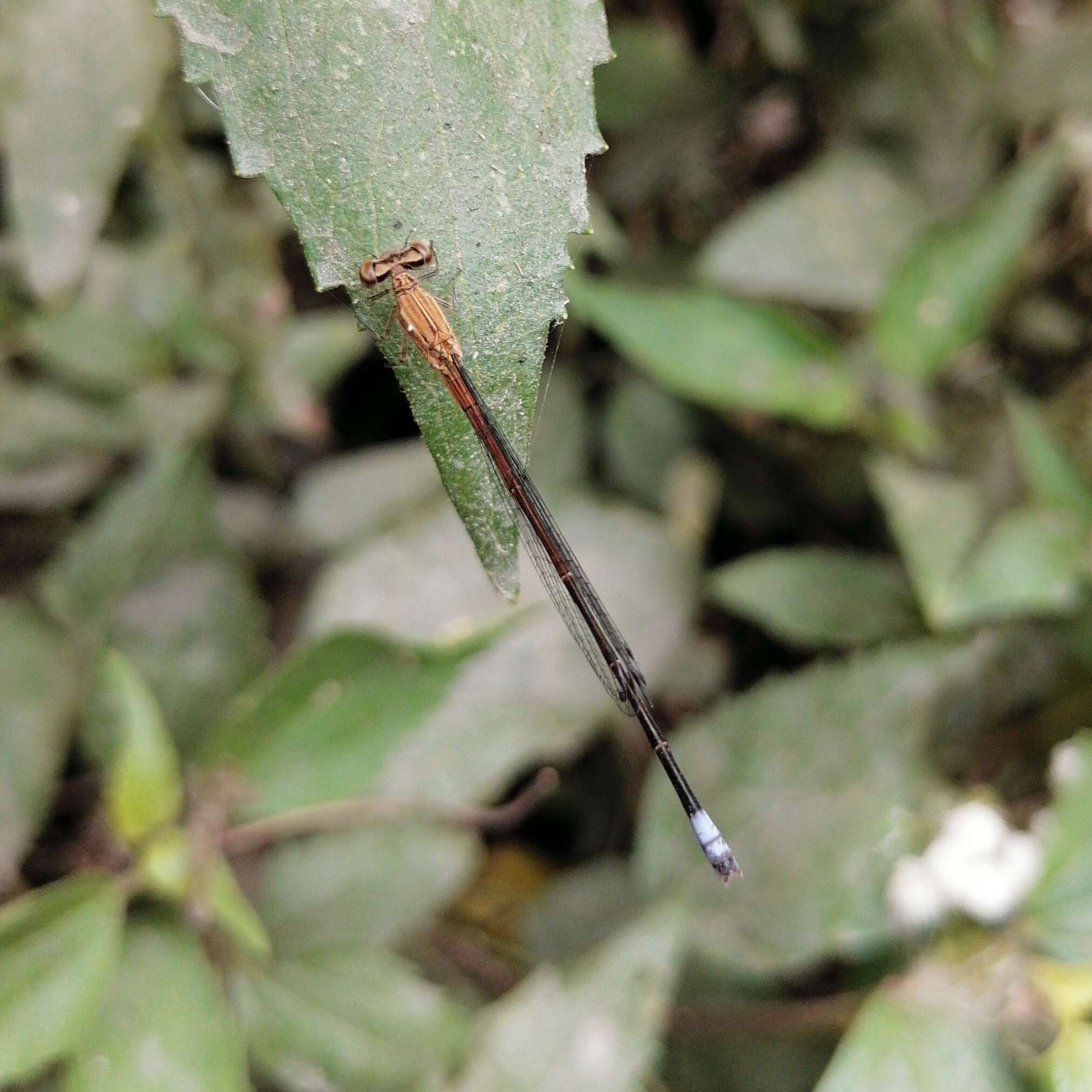 Image of Apanisagrion lais (Selys 1876)