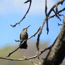 Image of Dusky Hummingbird