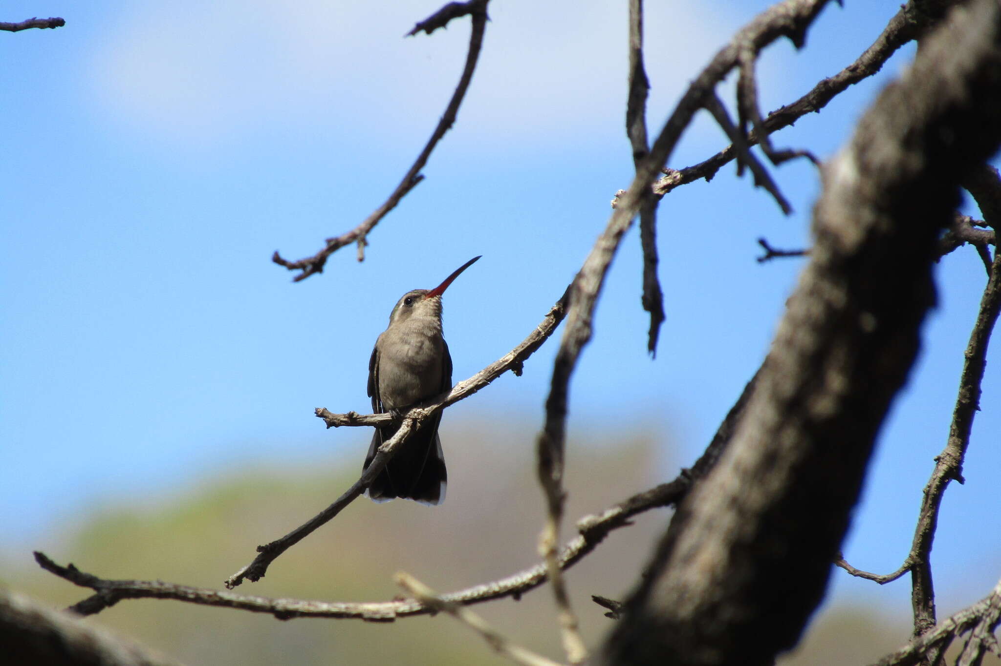 Image of Phaeoptila Gould 1861