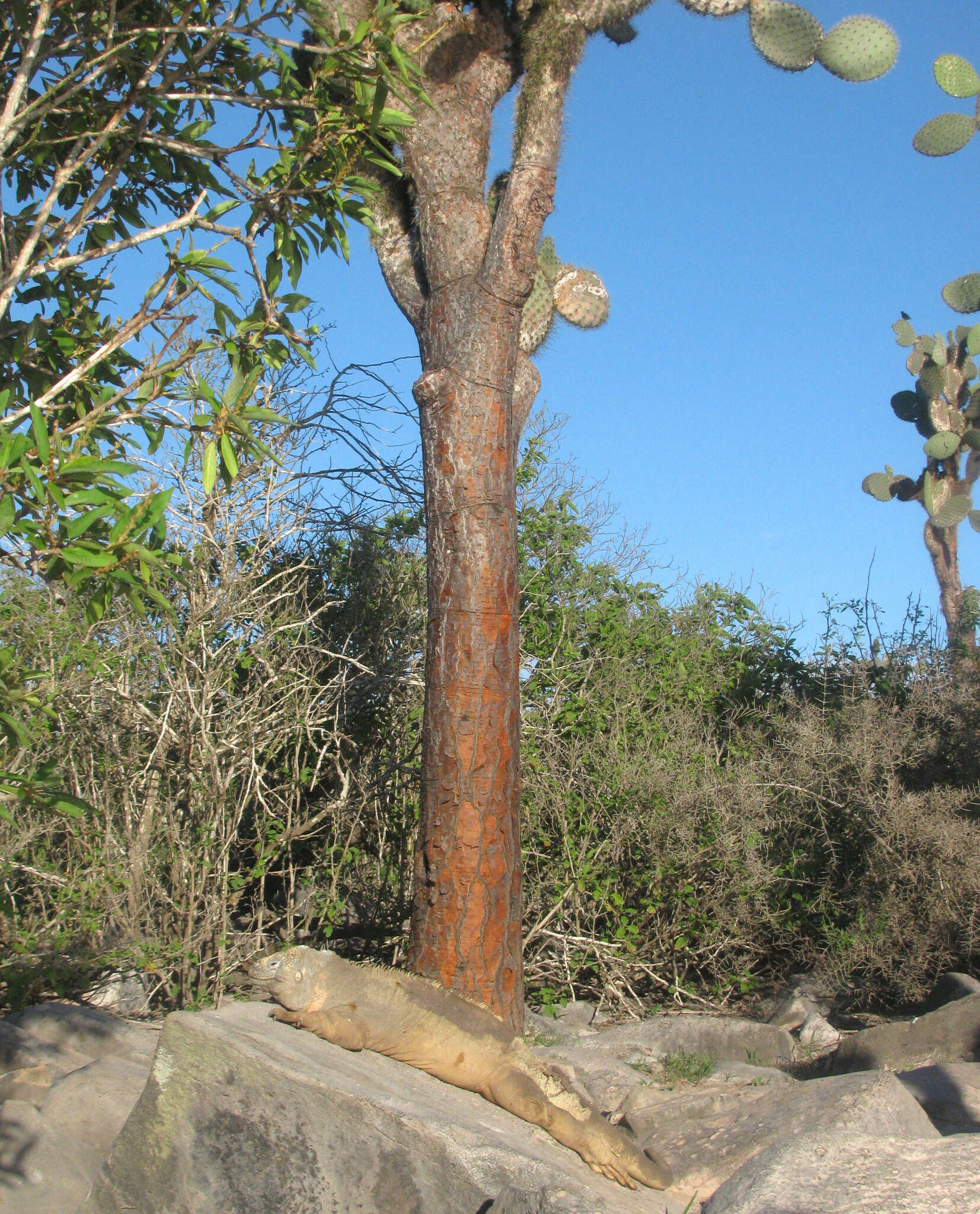 Image de Iguane terrestre de l'île Santa Fe