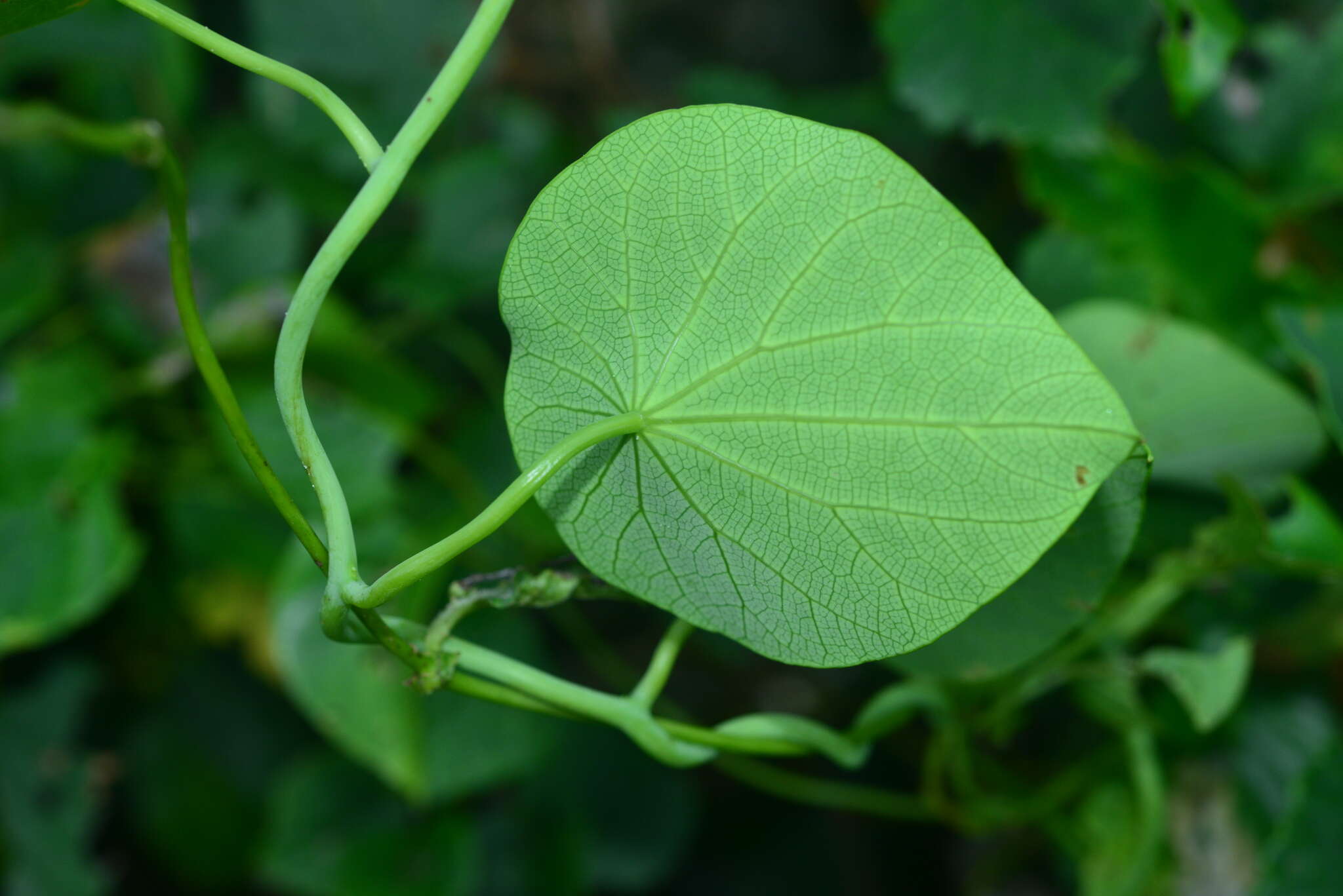 Image of Stephania corymbosa (Bl.) Walp.