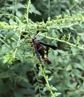 Слика од Vitacea scepsiformis (Edwards 1881)