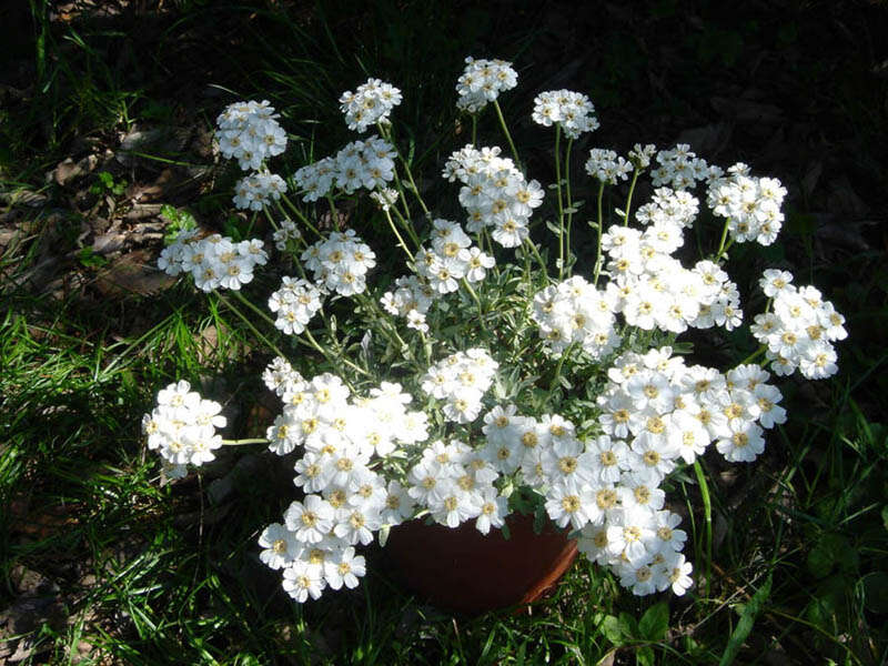 Image of yarrow