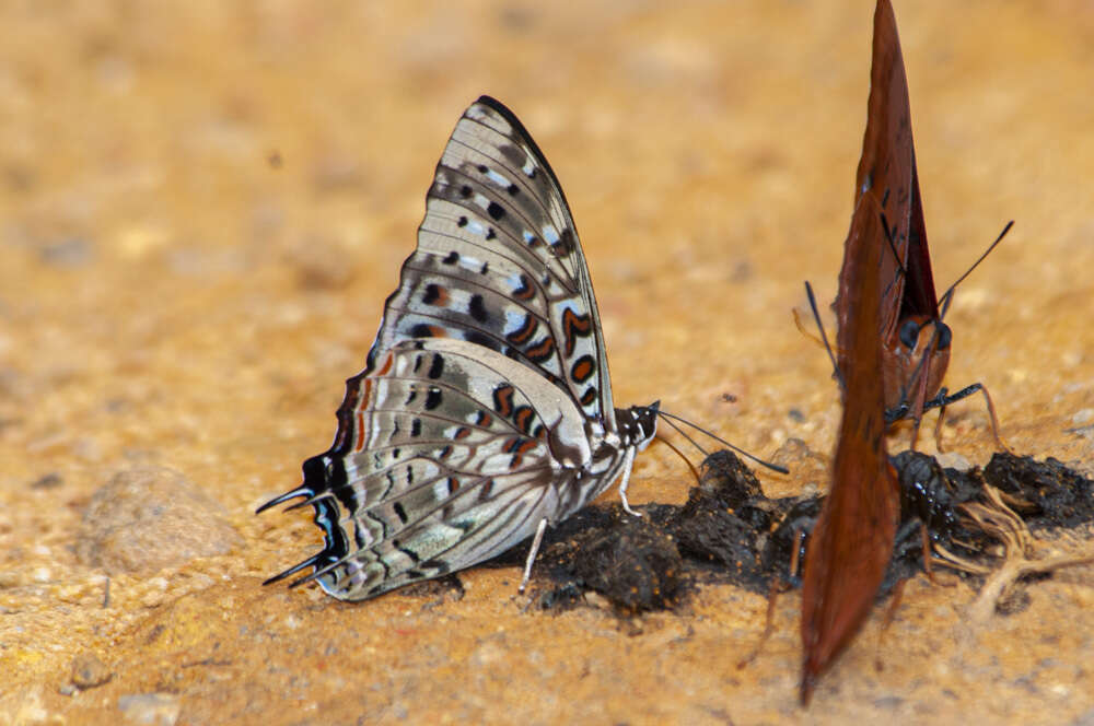 صورة Charaxes etesipe Godart 1824