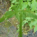 Image of Scouler's Valerian