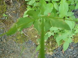 Image of Scouler's Valerian