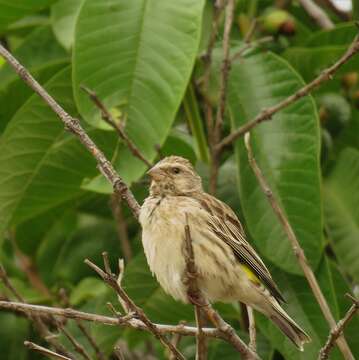 Imagem de Crithagra atrogularis impigra (Clancey 1959)