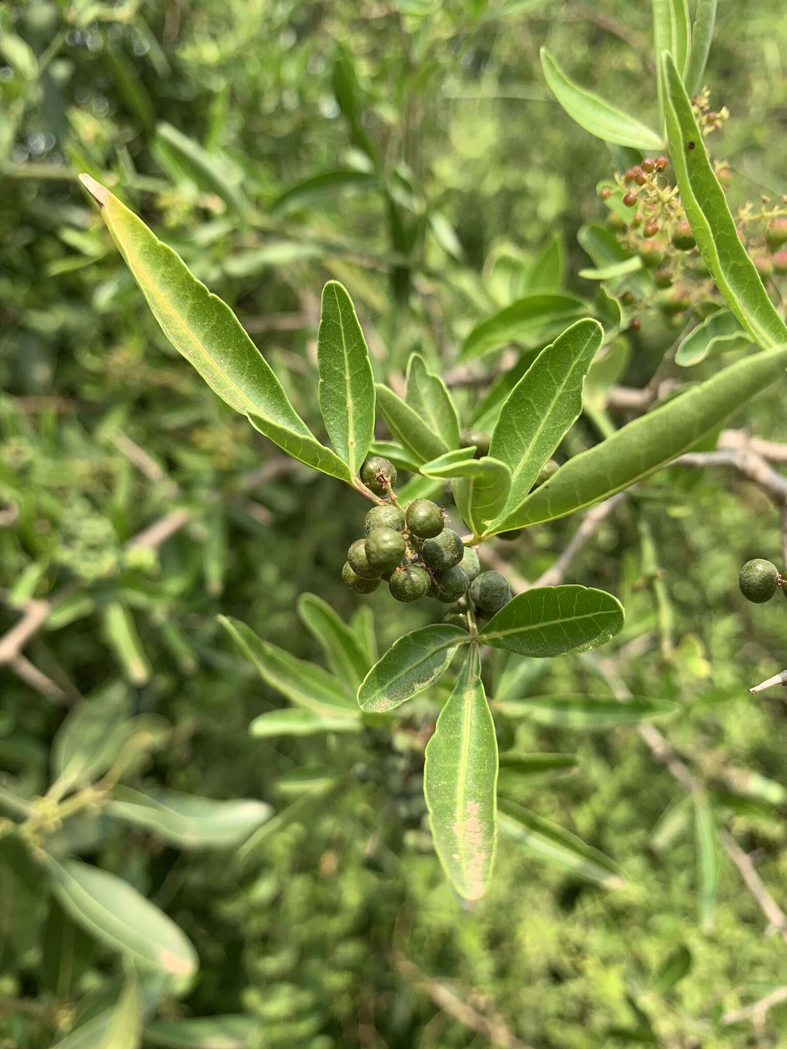 Image of Searsia gueinzii (Sond.) F. A. Barkley