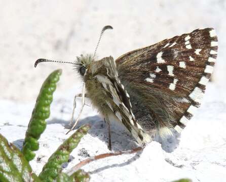 Image of Alpine Grizzled Skipper