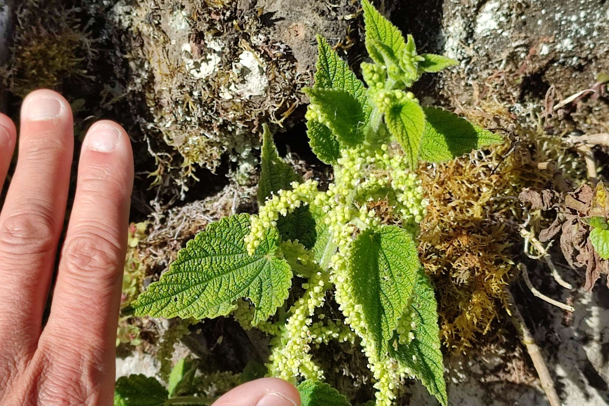 Image of Urtica urentivelutina Weigend