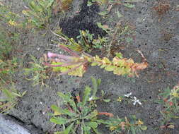 Image of <i>Epilobium billardiereanum</i>