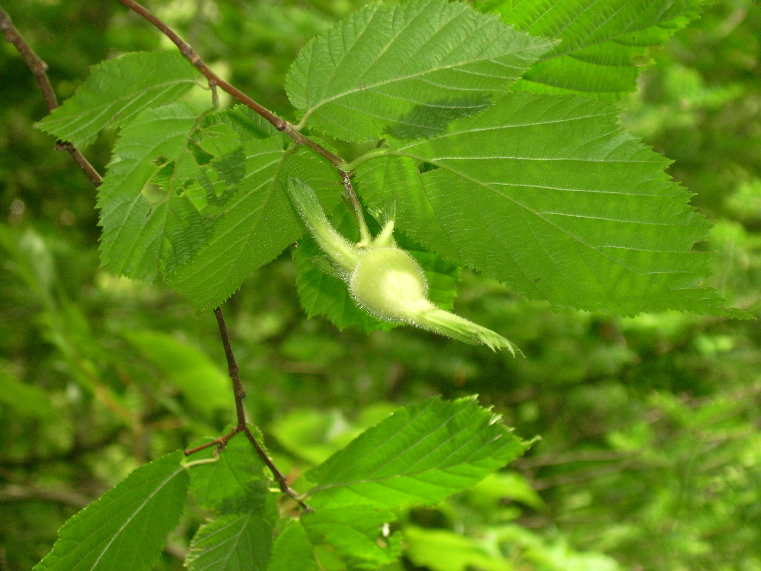 Image of Beaked Hazel