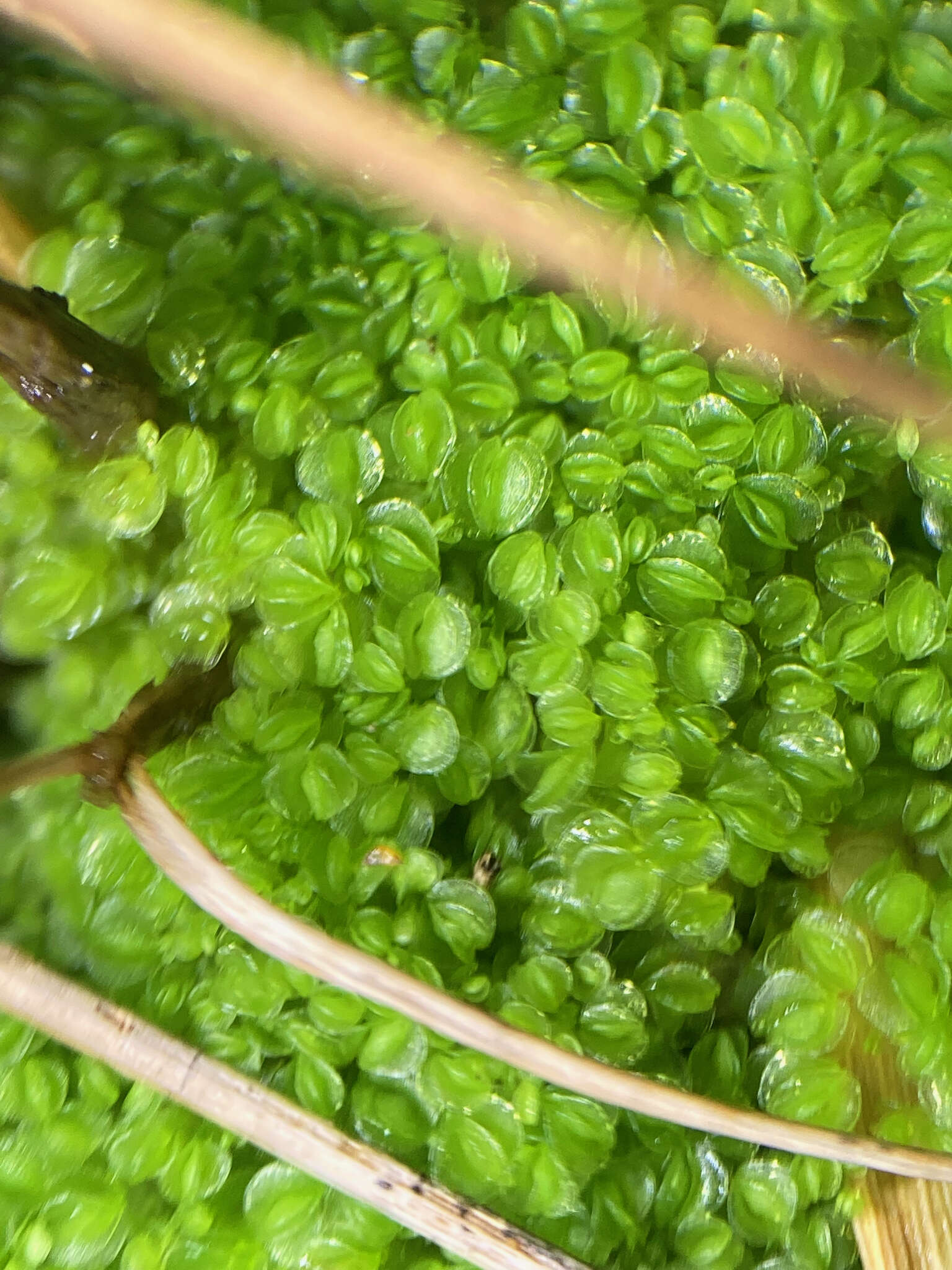 Image of Solenostoma gracillimum (Sm.) R. M. Schust.